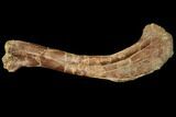 Unidentified Theropod (Raptor) Humerus - Montana #129379-1